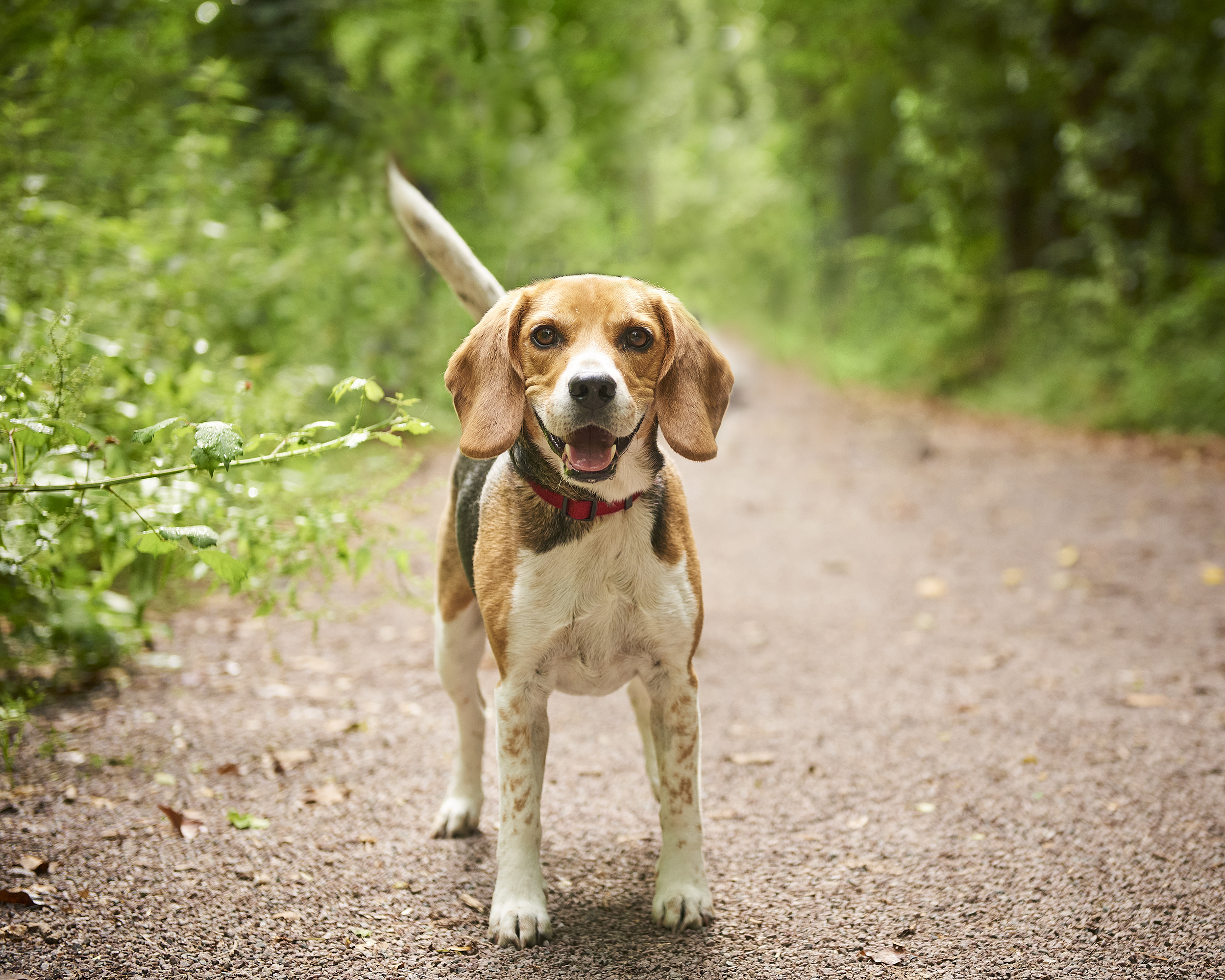 Bilan comportementale