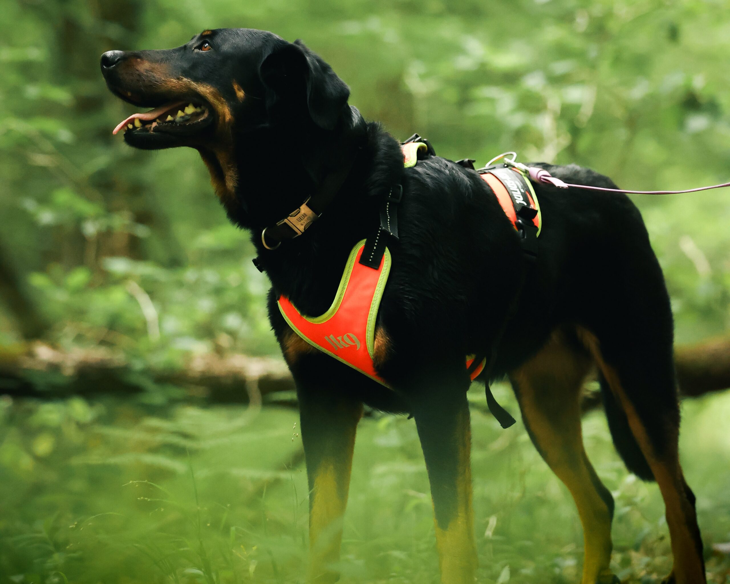 Initiation au Mantrailing