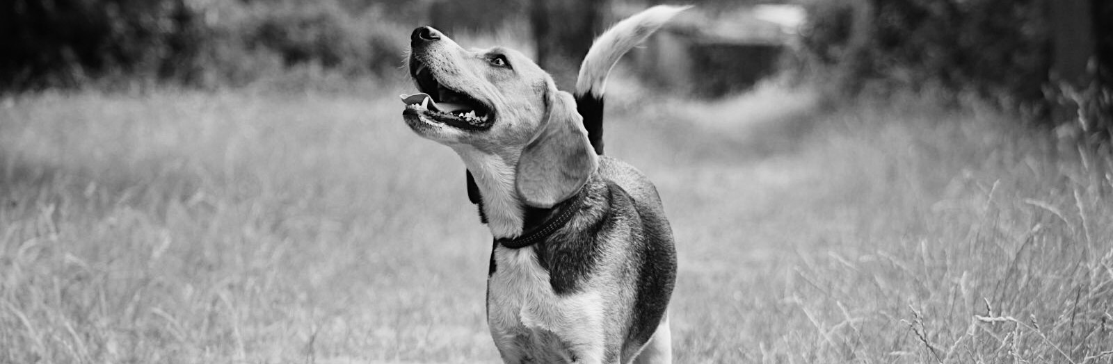 Couverture Pensez Chien