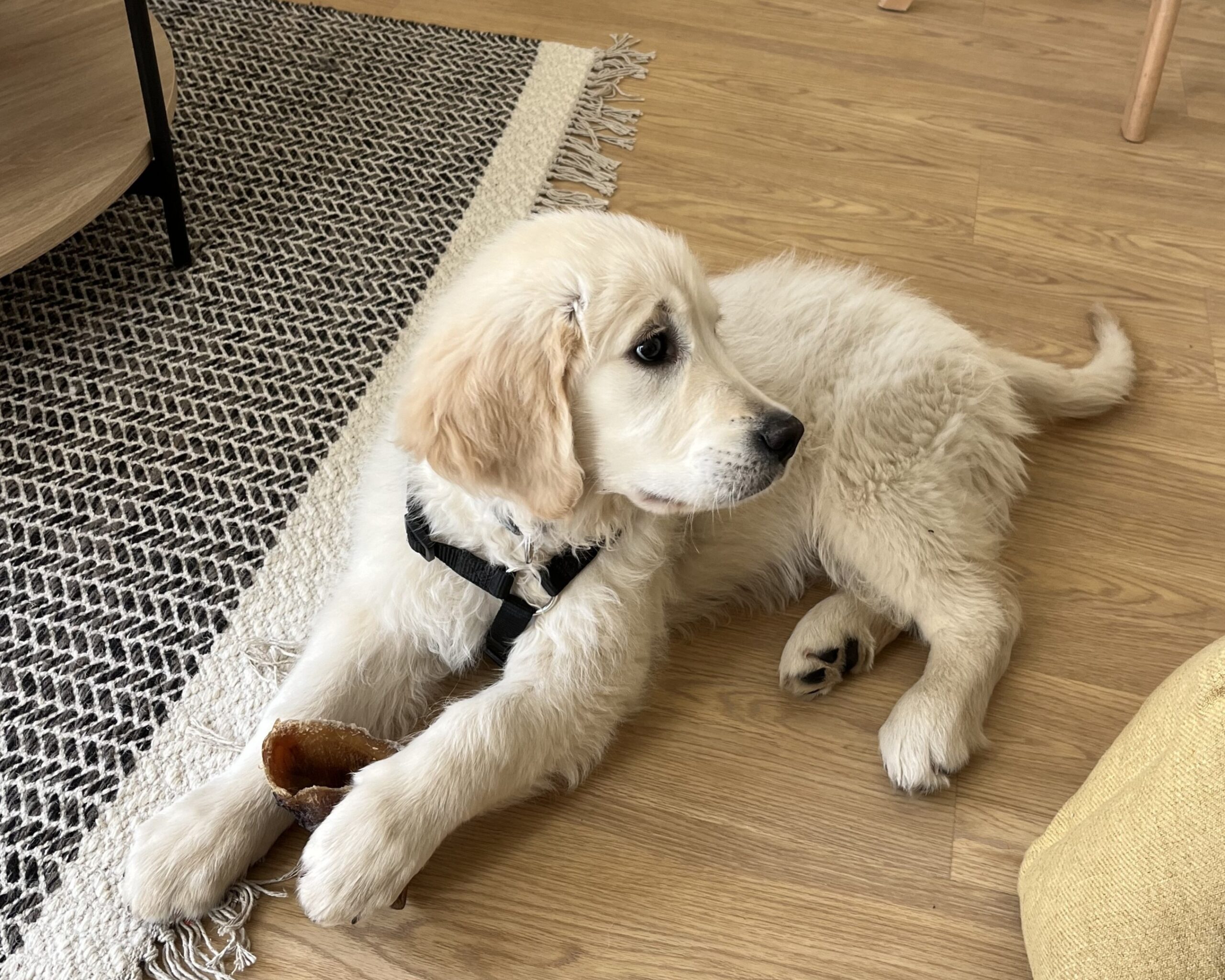 Préparation à l'adoption