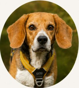 MILO